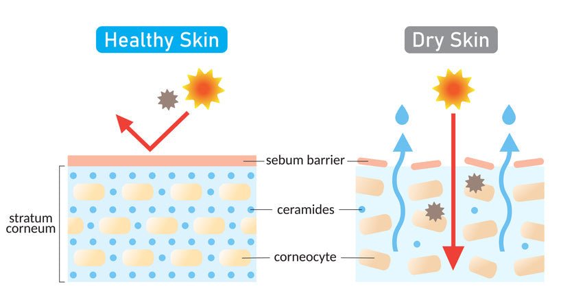 The Beauty of Ceramides Understanding Their Role in Skincare - Bumble & Bleat Soapery